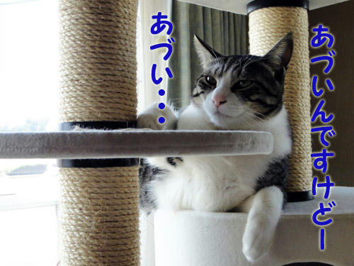 暑い・・・