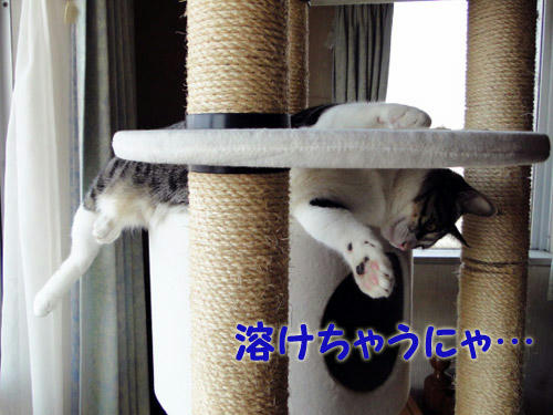 溶けちゃうにゃ