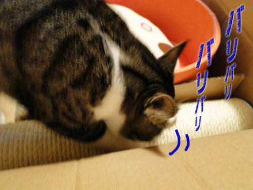 バリバリ