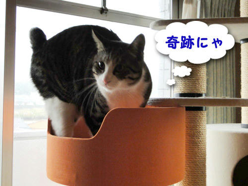 奇跡にゃ