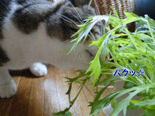 ぱくっ