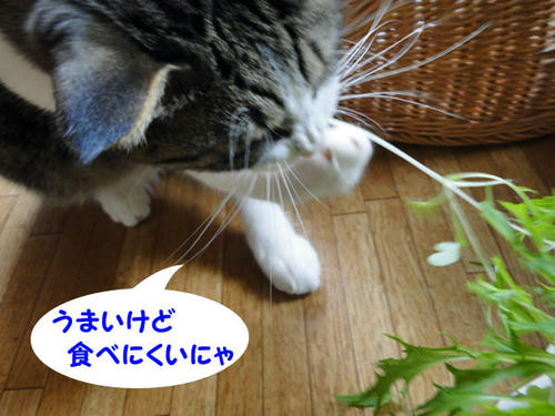 食べにくいにゃ
