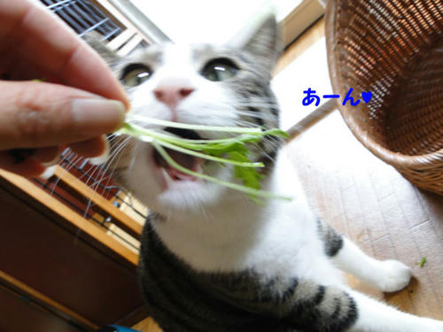 あーん
