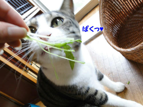 ぱくっ
