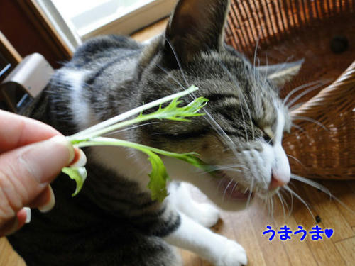 うまうま