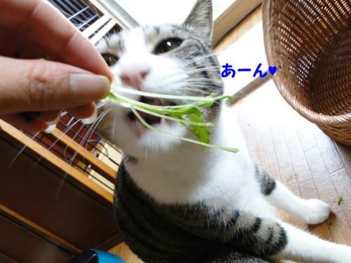 あーん