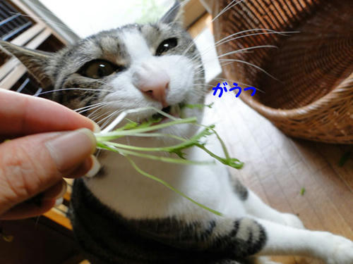 がう