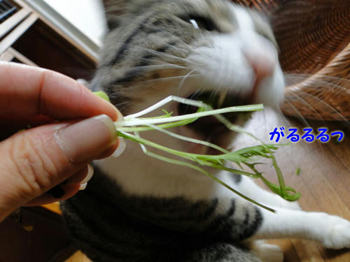 がるるる