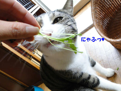 にゃふ