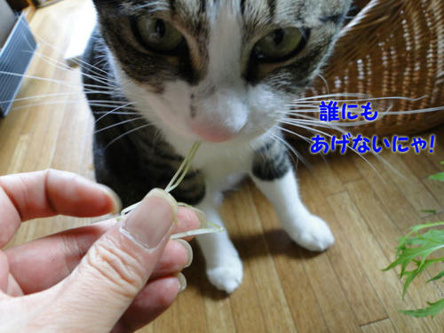 あげないにゃ