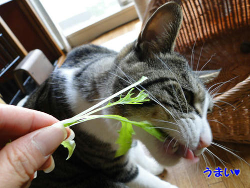 うまい