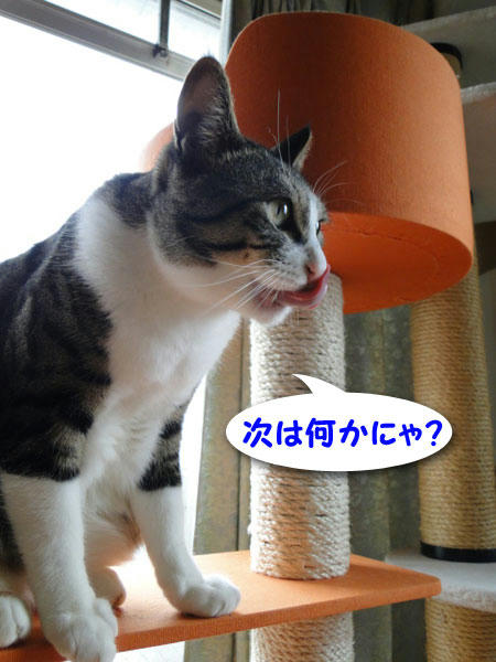 次は何かにゃ？