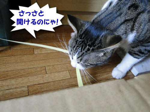 開けるにゃ
