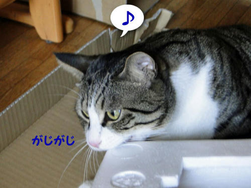 がじがじ