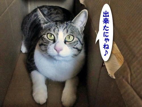 出来たにゃね＾＾