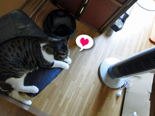 気に入ったニャ♪