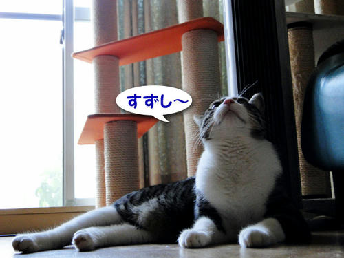 ここ、涼しい