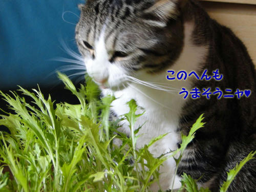 ここらへんも美味そうにゃ