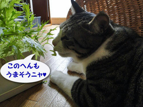 ここも美味そう