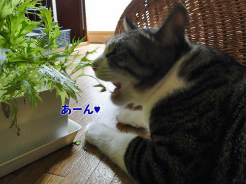 あーん♪