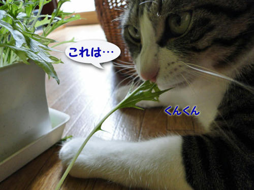 ん？これは・・・