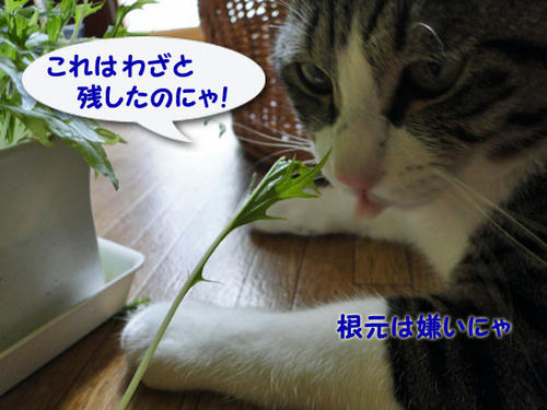 固いからわざと残したのにゃ。