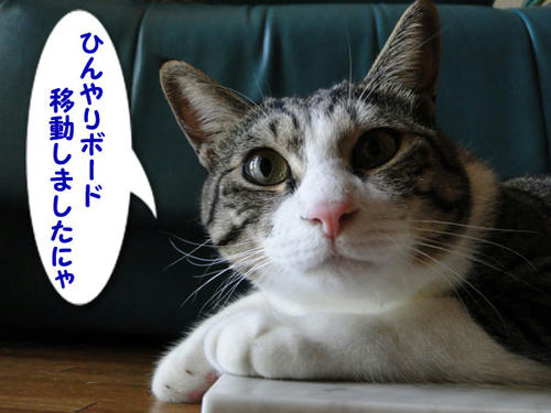 ひんやりボード移動しました
