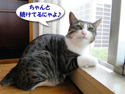 ちゃんと続けてるにゃ