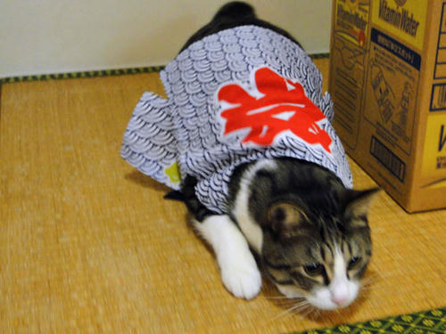 逃がさないにゃ！