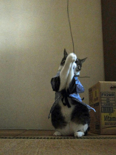 きゃっち