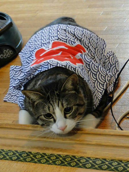 ワクワク♪