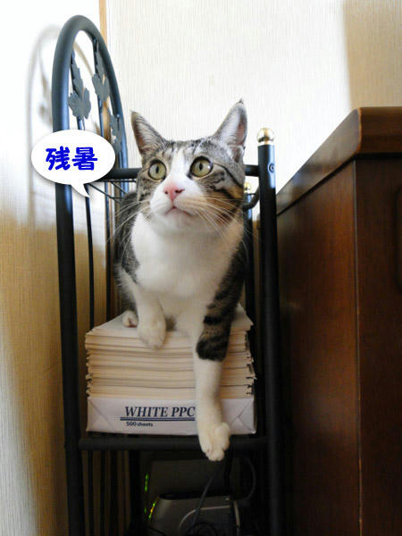 残暑