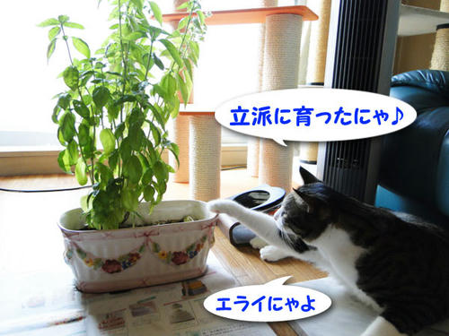 立派に育ったにゃ