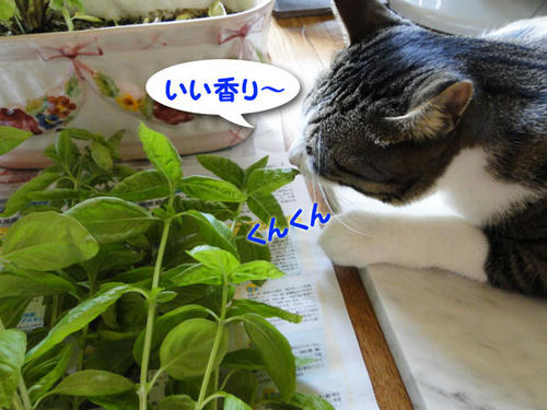 いいかおりにゃ～