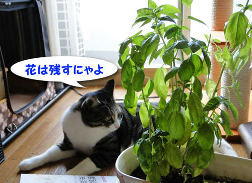 花は残すにゃよ