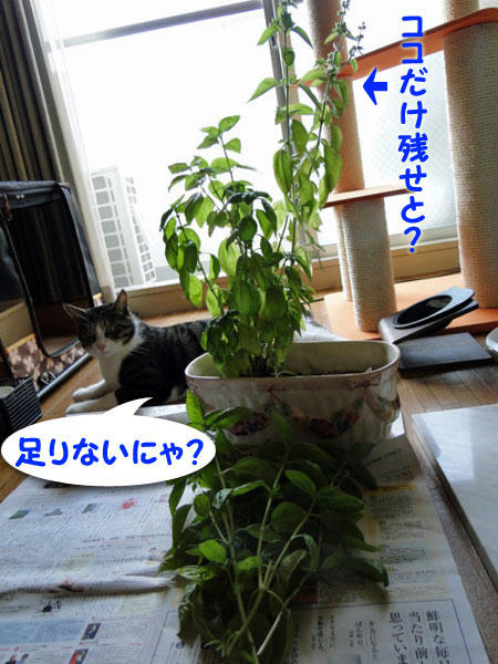 足りないにゃ？