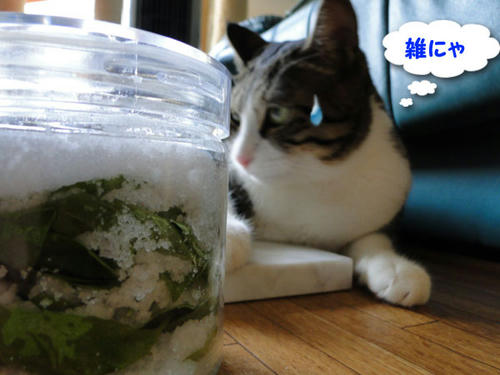 雑にゃね・・・