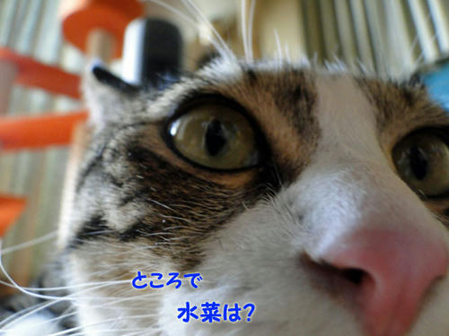 水菜は？