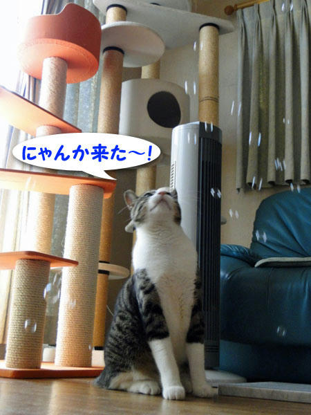 にゃんか来た～