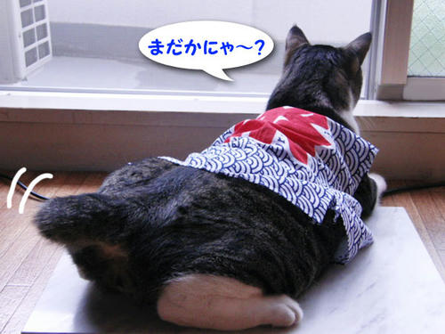 まだかにゃ♪