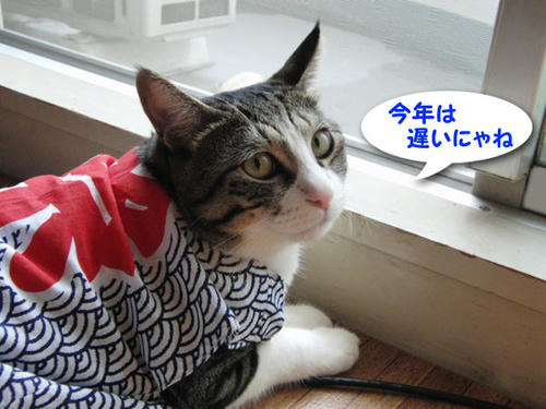 今年は遅いにゃね