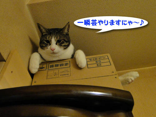 一瞬芸しまーす
