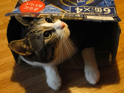 箱猫１
