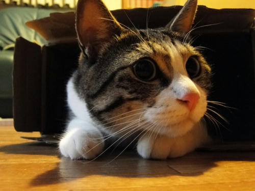 箱猫２