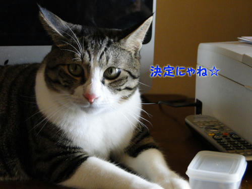 決定にゃ