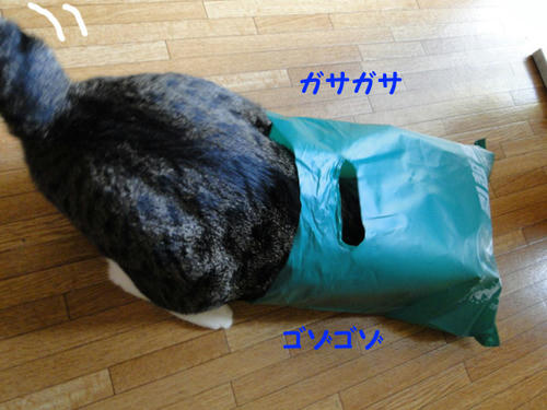 がさごそ