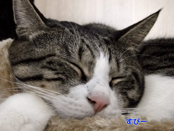 すぴー