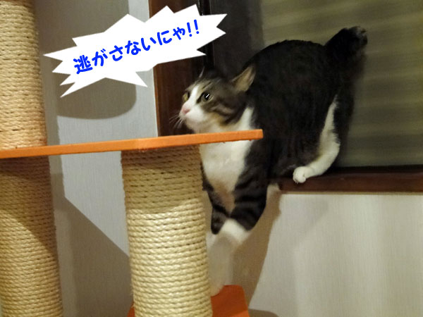 逃がさないにゃ!