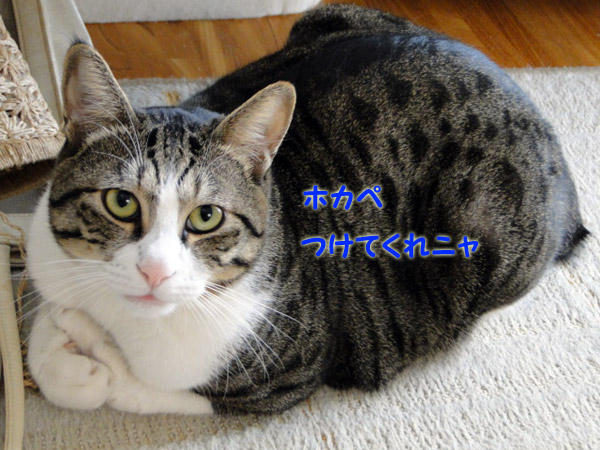 ホカペつけて