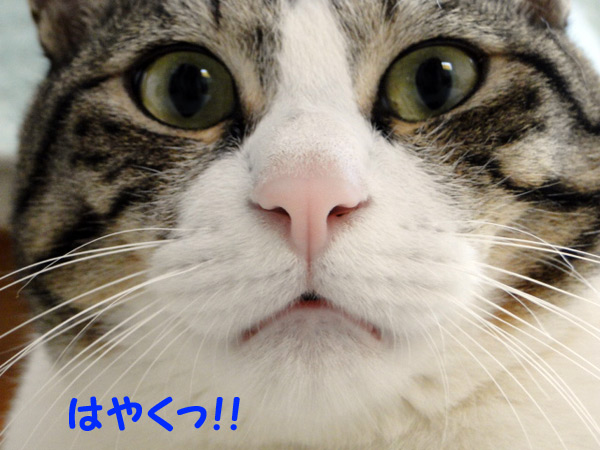 早く！！